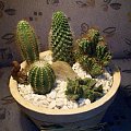 Moj maly swiat kaktusow! #kaktusy #natura #ogrodek