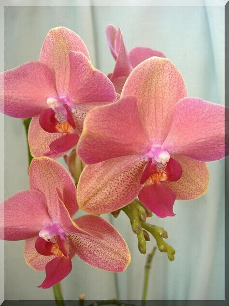 Phalaenopsis