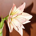 odmiana 'Aphrodite' - 2 lutego 2009 #amarylis #Aphrodite #Hippeastrum #hydroponika