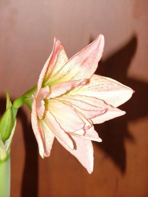 odmiana 'Aphrodite' - 2 lutego 2009 #amarylis #Aphrodite #Hippeastrum #hydroponika