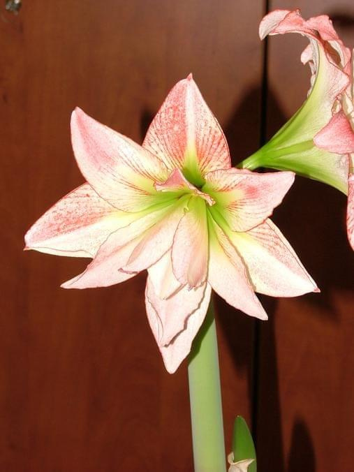 odmiana 'Aphrodite' - 4 lutego 2009 #amarylis #Aphrodite #Hippeastrum #hydroponika