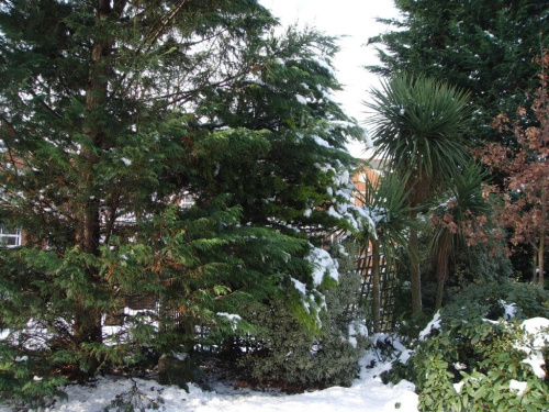 Zima w Londynie 03.02.2009:) i na nasze szczescie odwolane samoloty:) #Londyn #roślinki #śnieg #zima
