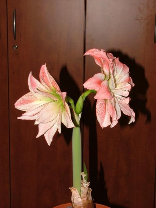 odmiana 'Aphrodite' - 4 lutego 2009 #amarylis #Aphrodite #Hippeastrum #hydroponika