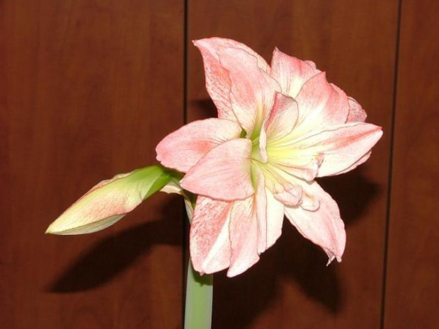 odmiana 'Aphrodite' - 3 lutego 2009 #amarylis #Aphrodite #Hippeastrum #hydroponika