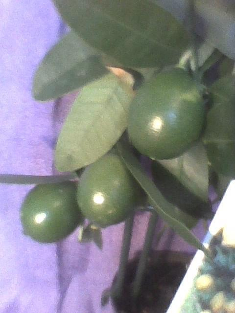 owoce Limonelli