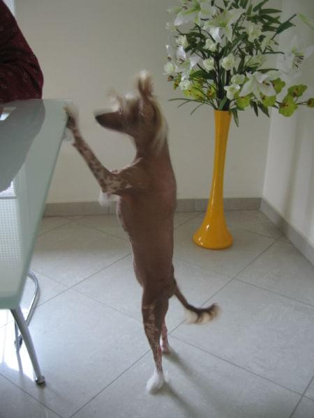 #grzywacz #chiński #pies #super