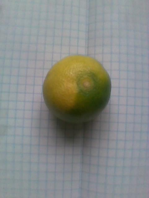 Limonella-owoc #cytrusy #Limonella