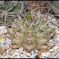 Gymnocalycium