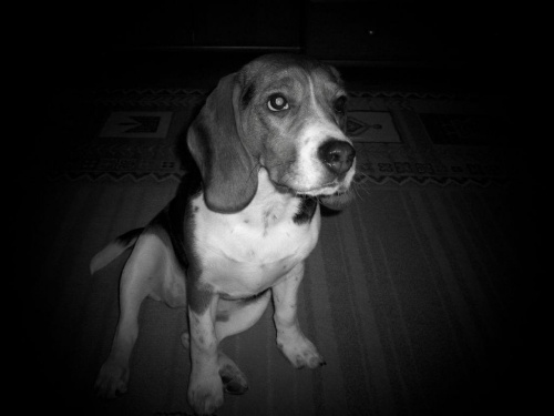 #beagle #psy #zwierzęta #przyjaciel