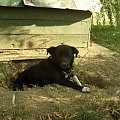 #Pies #psy #sonia #zwierzęta #Zerwana #Michałowice #jacopicture