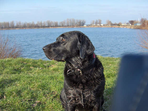 Rosa mój labrador nad wodą i w lesie