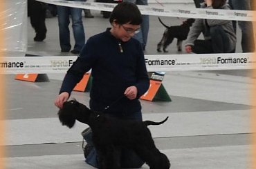 kielce2011 #champion #pies #sznaucer #wystawy #zibi