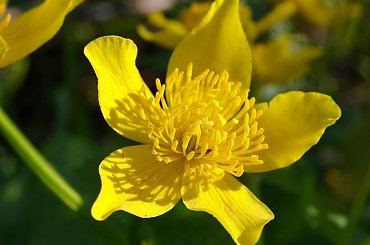 Kaczeniec #Kwiaty #kaczeńce #flora