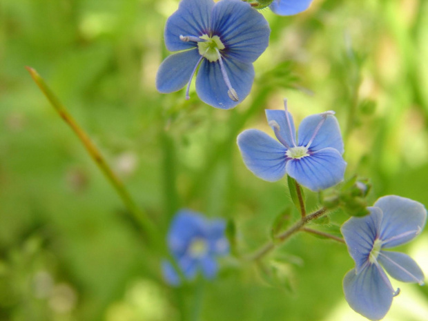 Malutkie niebieskie kwiatuszki #Kwiaty #flora