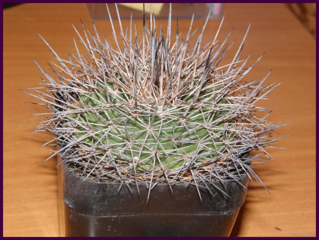 Mammillaria 'Craigii' (Mammillaria sonorensis)