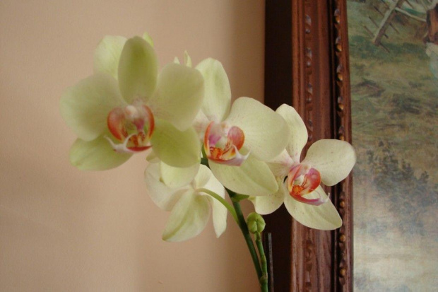 Phalaenopsis #storczyki #orchidea #kwiatki #kwiaty