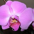 phalaenopsis #storczyki #orchidea #kwiatki #kwiaty