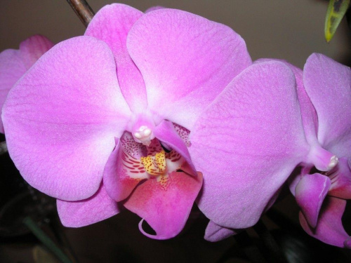 phalaenopsis #storczyki #orchidea #kwiatki #kwiaty