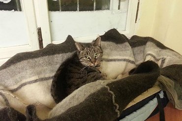 Grenada #kot #adopcja #SzukaDomu