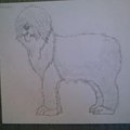 Komondor