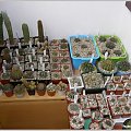 Kaktusy na zimowisku #Kolekcja