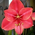 hippeastrum