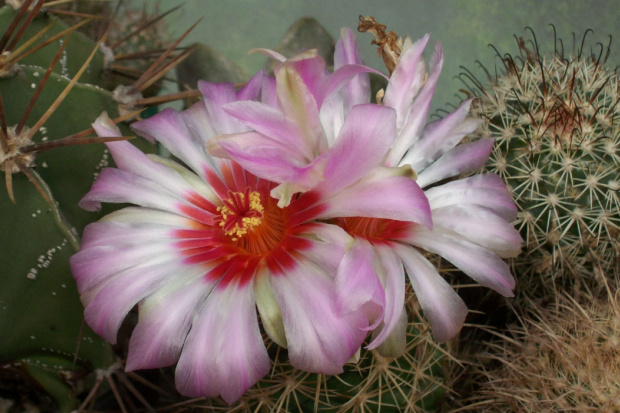 Thelocactus wagnerianus