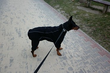 #Doberman #Dobek #pies #schronisko #pomoc #adopcja