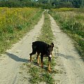 #Doberman #Dobek #pies #schronisko #pomoc #adopcja