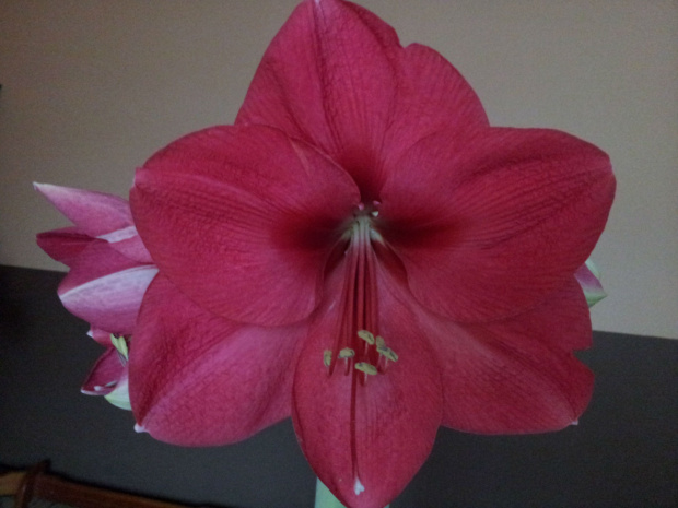 Lagoon #hippeastrum