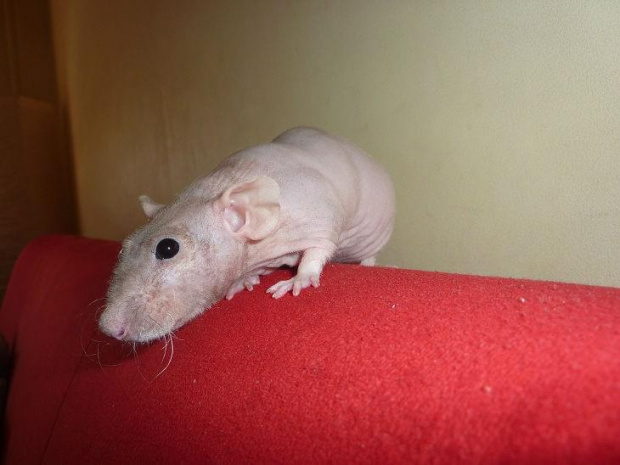 Szczurek fuzz (bibi)