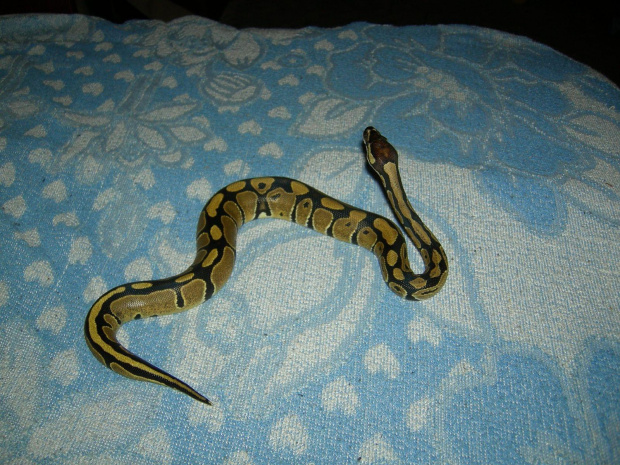 Python regius