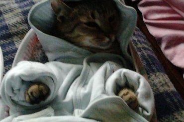 Moje zwierzaki #kot #kotka #pies #suczka #zwierzaki #zwierzęta