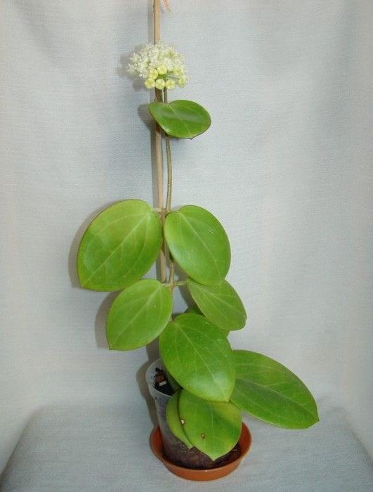 Hoya verticillata Green Flowers