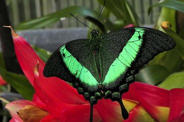 motylkowo... #motyl #owad #evasaltarski