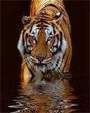 #tiger #Zwierzęta #tygrys