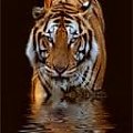 #tiger #Zwierzęta #tygrys