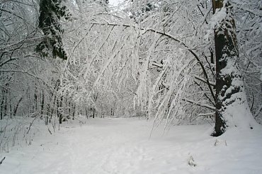 #zima #las #PuszczaBiałowieska