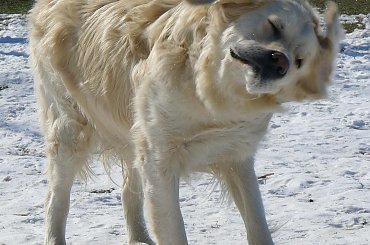 zabawy na śniegu #zwierzęta #psy #pies #GoldenRetriver