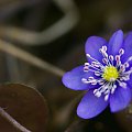 :)http://www.facebook.com/pages/Kamil-Kasprzak-Fotografia/589255481101158 z zaproszeniem... #flora #kwiaty #makro #natura #przylaszczka #PrzylaszczkaPospolita #przyroda #wiosna