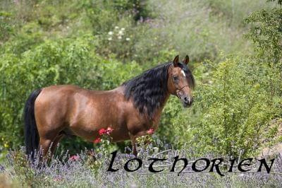 lothorien arab