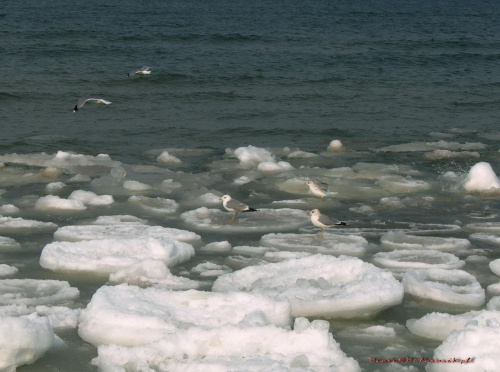 Krynica 2006r. #Bałtyk #KrynicaMorska #Morze #Plaża #Polska #Urlop #Wczasy #Wypoczynek #Zima