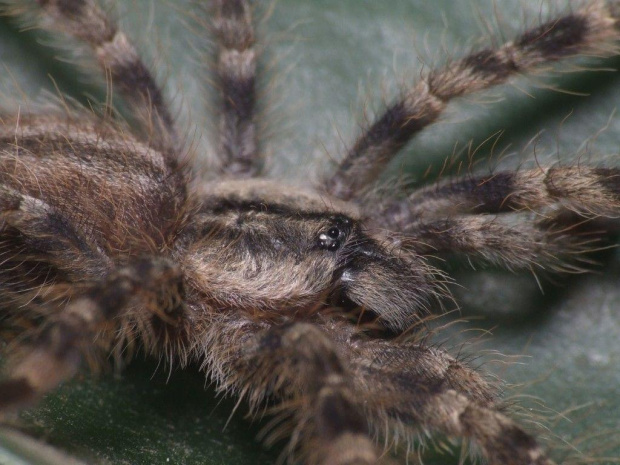 P. regalis