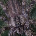 P. regalis