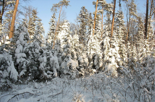 Rezerwat leśny Nadleśnictwo Kaletnik #Rezerwat #NadleśnictwoKaletnik #zima #drzewa