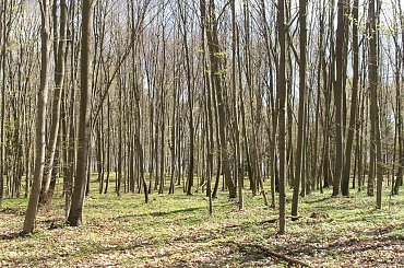 Dookoła Jezioraka 1 Maja 2013 #Iława #Jeziorak #jezioro #las #rower