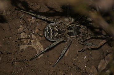 pająk na Chorwacji #pająk