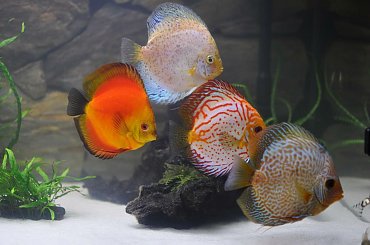 #Akwarium #paletki #tło