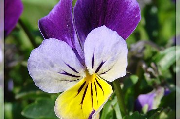 #bratki #działka #kwiatki #ogród #wiosna