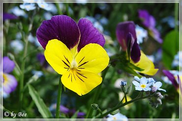 #bratki #kwiatki #ogród #wiosna